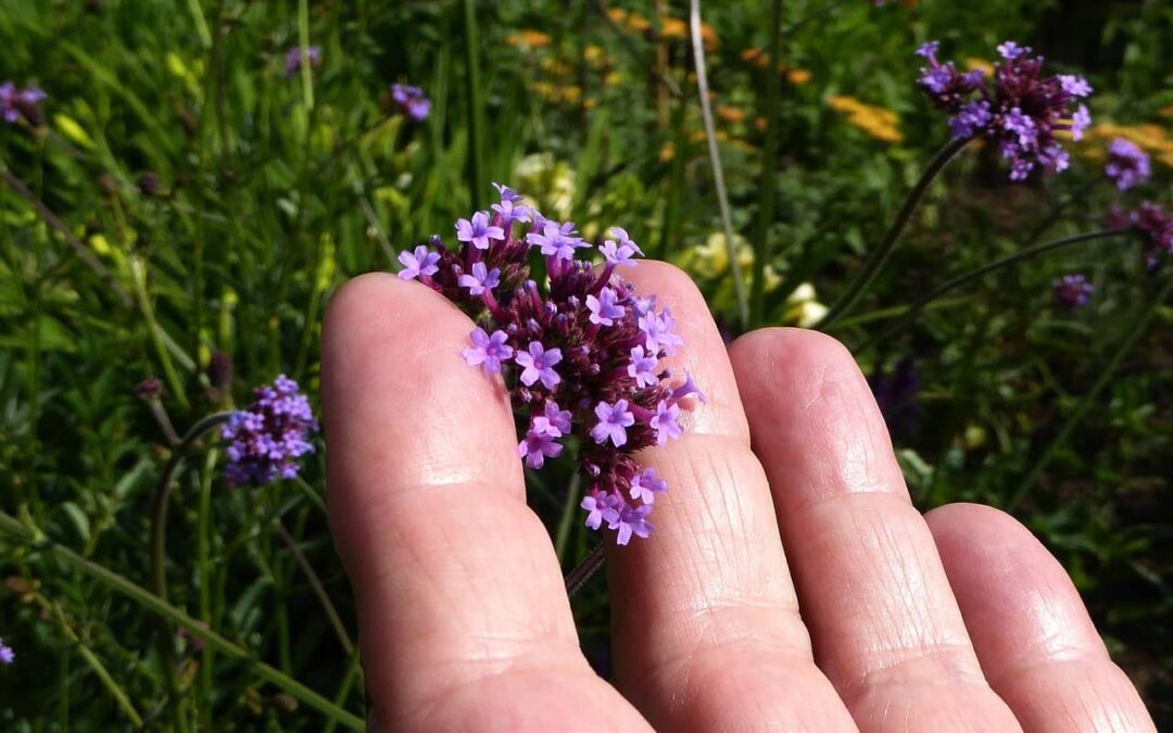 szép lila virág egy kertész kezében