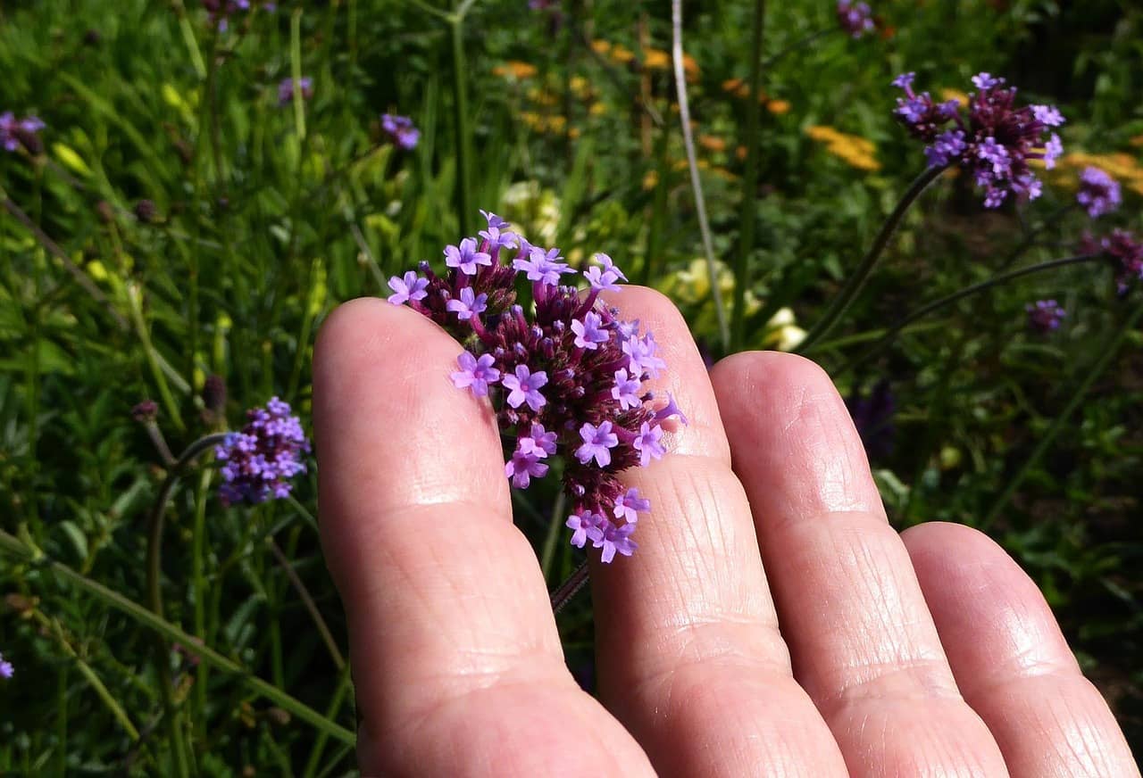 szép lila virág egy kertész kezében